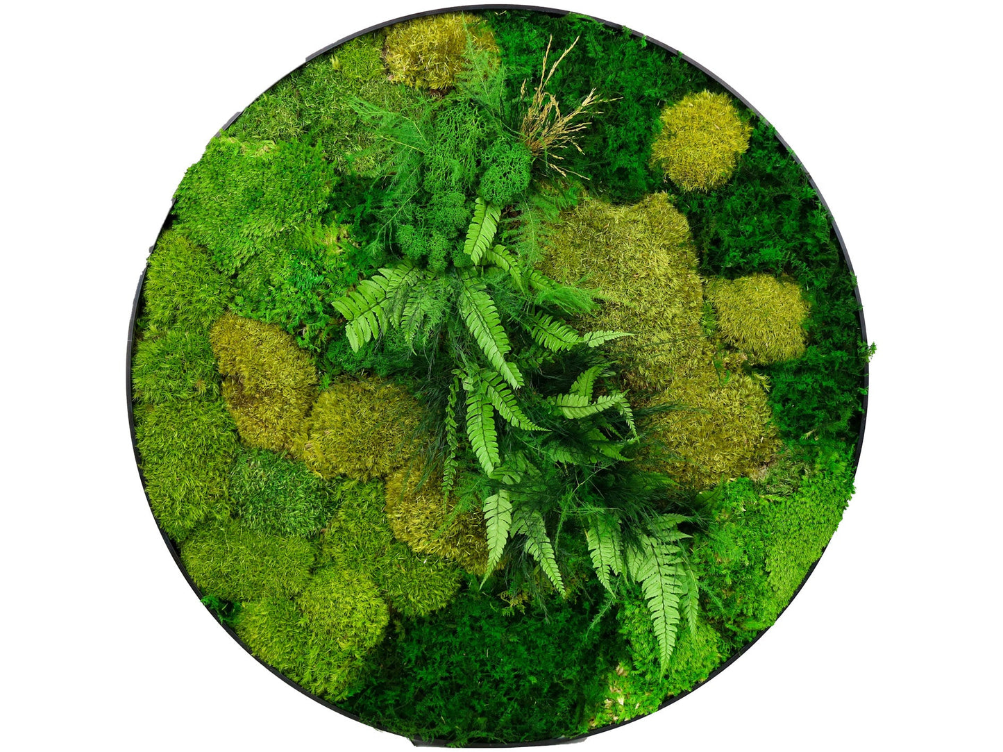 Jungle Farn Oasis-letto-design.com